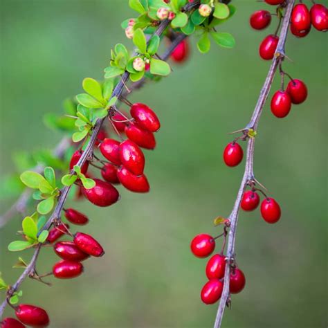 burberry fruto|are berberis berries poisonous.